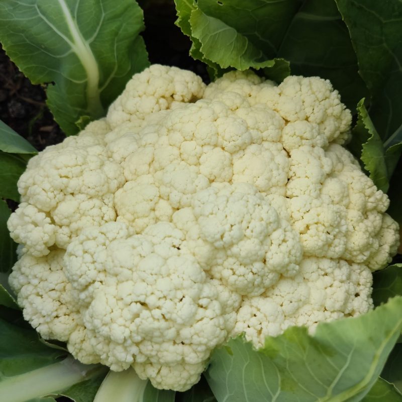 wkoło warzyw - świeże warzywa