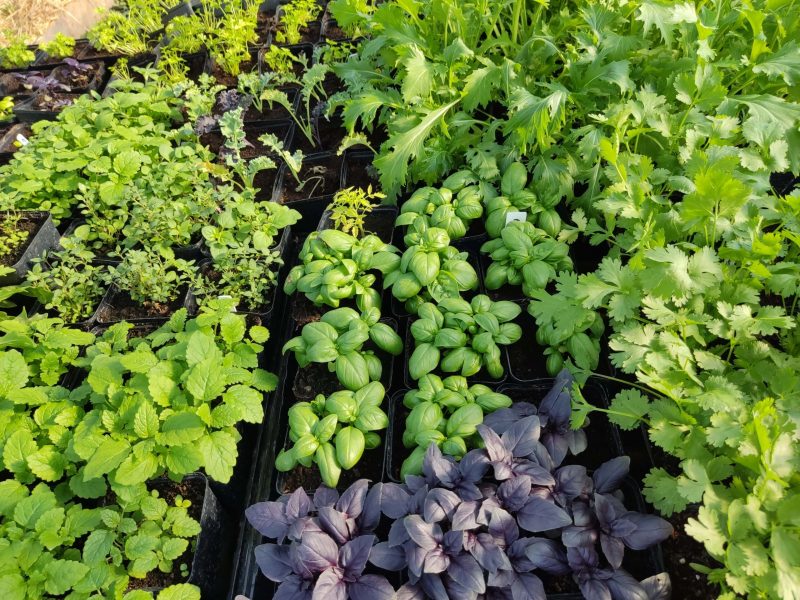 wkoło warzyw - świeże warzywa