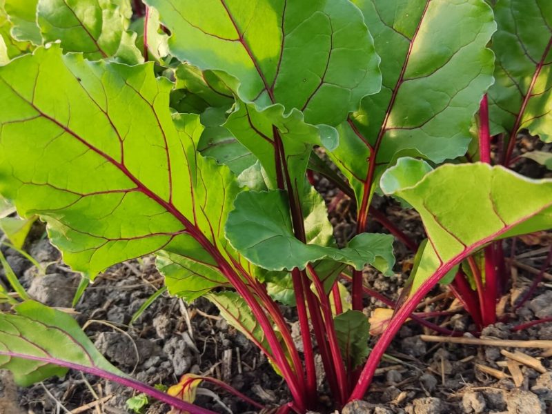 wkolowarzyw - warzywa